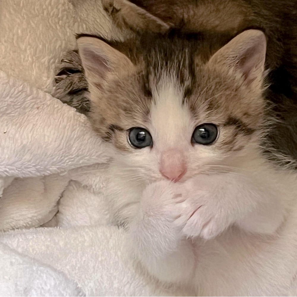 🐈PLEASE share Mom’s closet 🐾